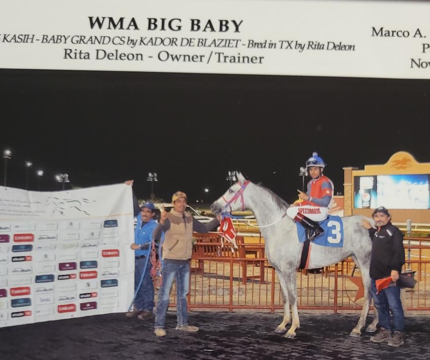 ARABIAN HORSES FOR SALE, SAN ANTONIO TEXAS AREA